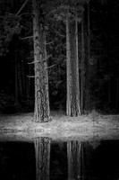 Two_Trees