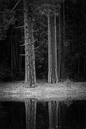 Two_Trees